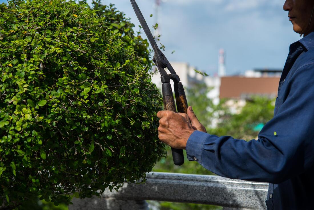 best tree pruning and cutting services